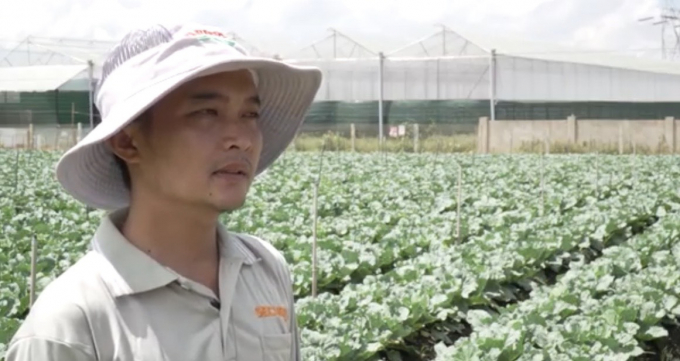 Anh Nguyễn Quốc Phong ở xã Thành Mỹ, huyện Đơn Dương (Lâm Đồng), một người trồng bắp cải, đánh giá cao hiệu quả thuốc trừ sâu sinh học.