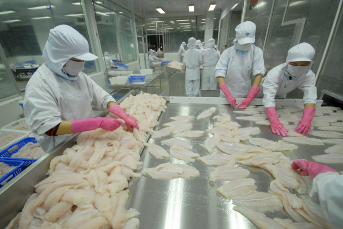 Enterprises in the Mekong Delta are processing pangasius products for export to EU market. Photo: LHV.