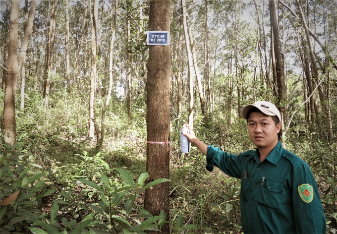 The ERPA will promptly supplement resources for forest protection, development and improvement in the six northern central provinces. Photo: TL.