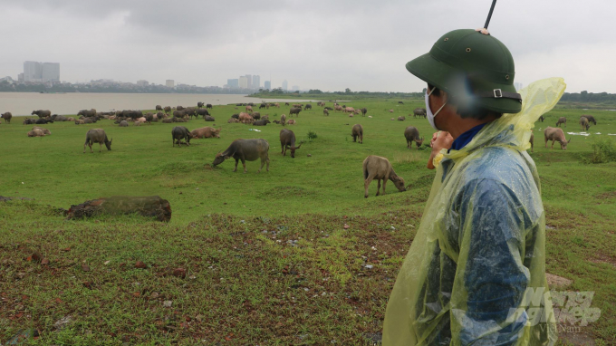 In some areas by the Red River in the inner-city districts, livestock breeding is also not allowed. Photo: Hung Giang.