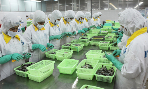 Vietnam’s shrimp processing for export to EU market. Source: Internet.