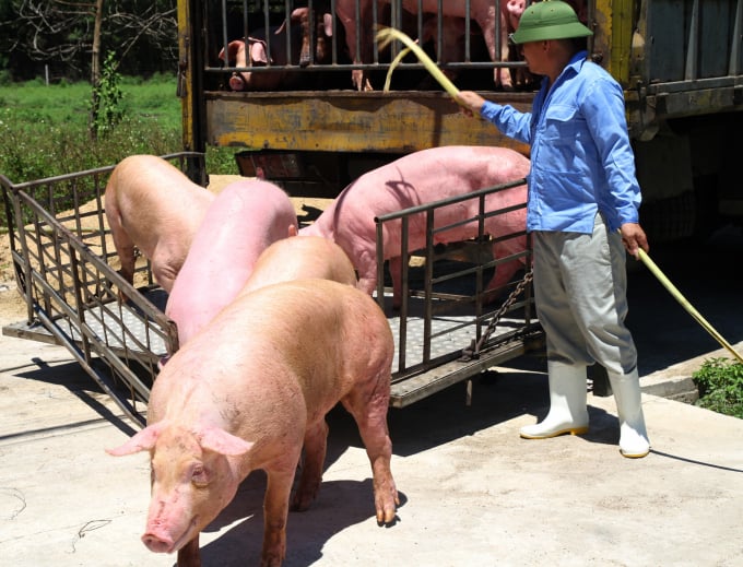 Improving of the status of the livestock industry is a task that cannot be delayed in the face of increasing demands. Photo: Viet Khanh.