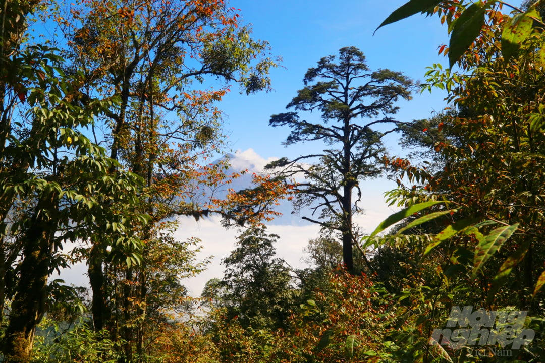 Vẻ đẹp ngỡ ngàng của rừng cây thay lá tại Lào Cai