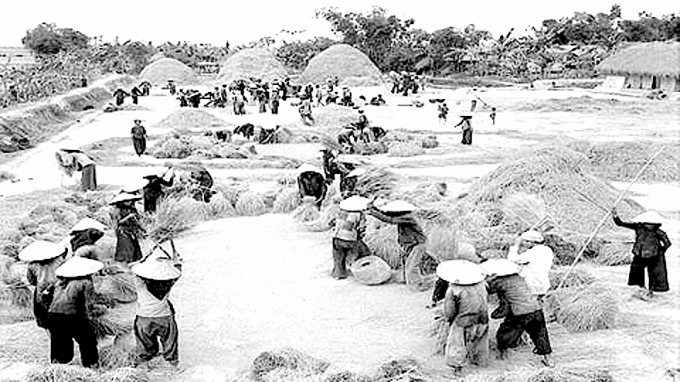 Ngày mùa trên sân kho HTX nông nghiệp ở huyện Nghĩa Hưng trong những năm kháng chiến chống Mỹ cứu nước. Ảnh: Tư liệu.