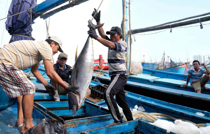 Ngư dân Khánh Hòa đánh bắt cá ngừ đại dương. Ảnh: TTXVN.