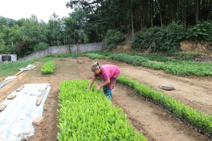 Bà Đặng Thị Ngọ chăm sóc vườn ươm.