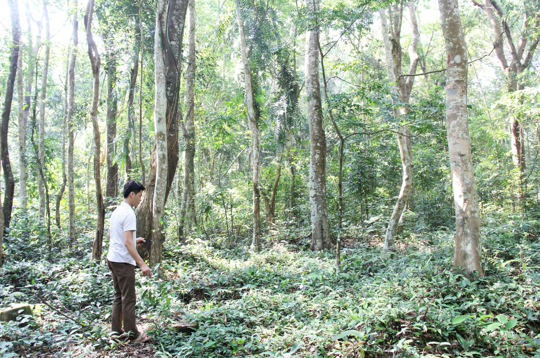Những cây gỗ lim lớn được bảo vệ nghiêm ngặt ở rừng Pò Chùa, xã Hữu Sản.