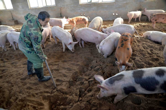 Nhu cầu thức ăn cho ngành chăn nuôi lợn Trung Quốc đang tăng mạnh. Ảnh minh họa: AP.