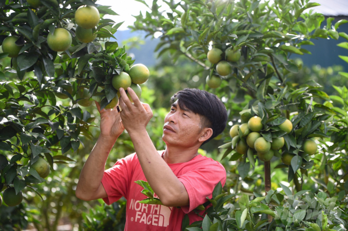 Vườn cam xanh mướt ở xã Chiềng Ban, huyện Mai Sơn, tỉnh Sơn La. Ảnh: Tùng Đinh.