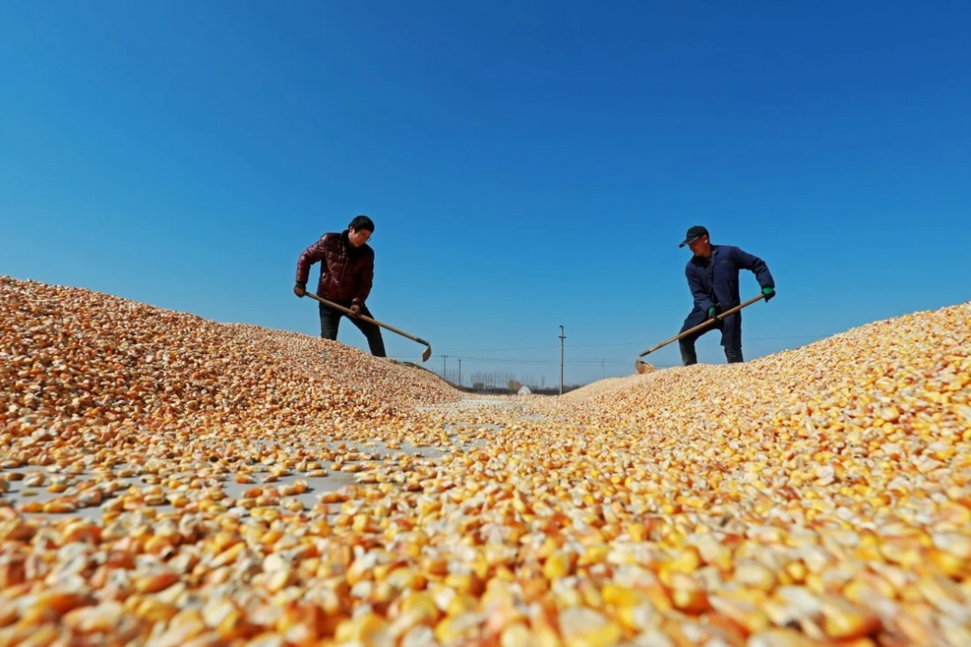 Các nhà lãnh đạo hàng đầu của Trung Quốc đã phát tín hiệu thúc đẩy, cải thiện ngành công nghiệp hạt giống của quốc gia trong bối cảnh lo ngại về an ninh lương thực. Ảnh: Shutterstock.