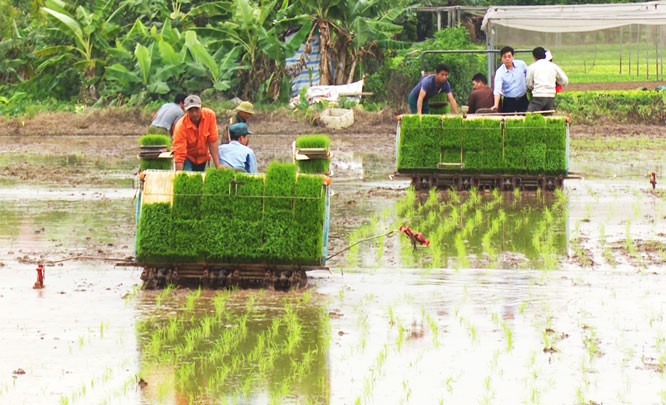 Nông nghiệp Hà Nội tiếp tục tái cơ cấu theo hướng nâng cao giá trị gia tăng, phát triển bền vững. Ảnh: Hà Nội mới.