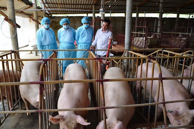 Trang trại nuôi lợn tại xã Hòa Định, huyện Chợ Gạo, tỉnh Tiền Giang.