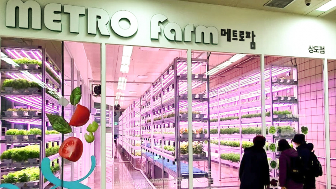 Seoul Metro và Farm8 đang khám phá các phương pháp sản xuất lương thực sáng tạo ở những khu vực thành thị. Ảnh: Nikkei.