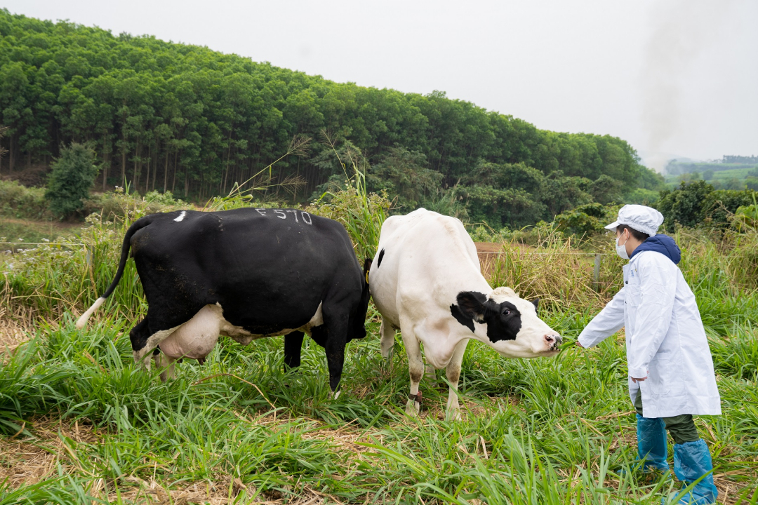 Các bạn nhỏ hào hứng với đàn bò organic tại trang trại TH.