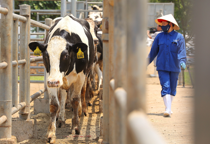 Nhập 1.620 bò sữa cao sản HF từ Mỹ về Việt Nam, Tập đoàn TH hoàn tất kế hoạch đón 4.500 con bò của năm 2020.