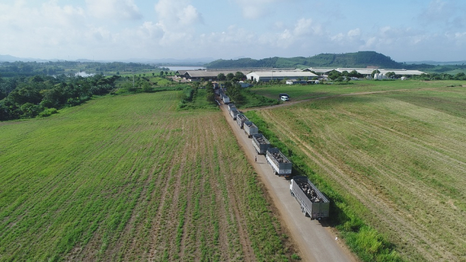 Những chuyến xe nối đuôi nhau thành hàng dài chở bò về trang trại Tân Đáo - Nghĩa Đàn