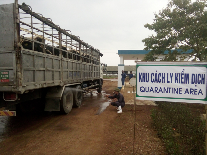 Các 'cô bò' nhập khẩu về trang trại TH tuân thủ các tiêu chí về giám sát thú y.