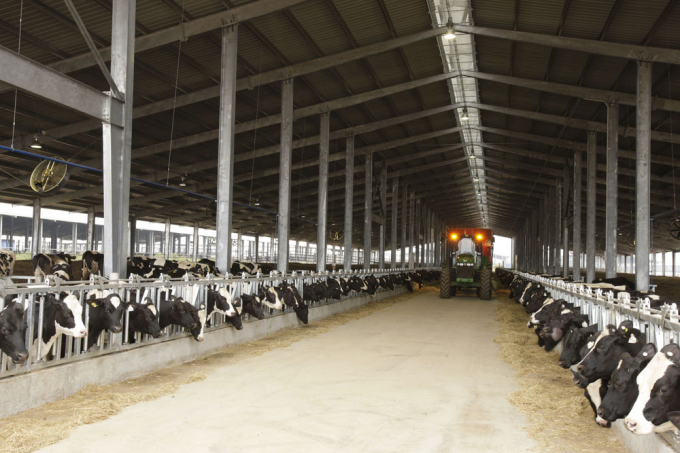 Trang trại bò sữa TH tại Nghĩa Đàn hiện có quy mô hơn 45.000 con, được chăn nuôi theo các phương pháp hiện đại, ứng dụng công nghệ cao.