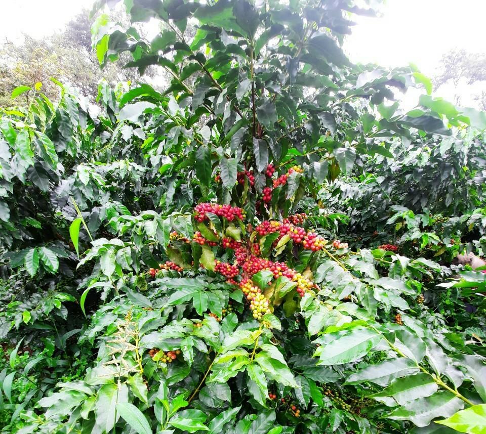 Cà phê giống mới thuần chủng Arabica (THA1) trồng tại Sơn La sai quả, có hương vị thơm ngon.