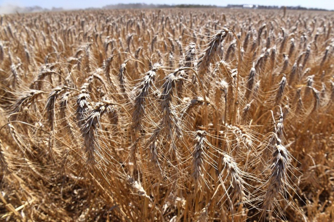 Hàng trăm nghìn tấn lúa mì Úc đã được bán trao tay cho Trung Quốc vào tháng 12, trị giá 248 triệu AUD (191,2 triệu USD). Ảnh: Reuters.