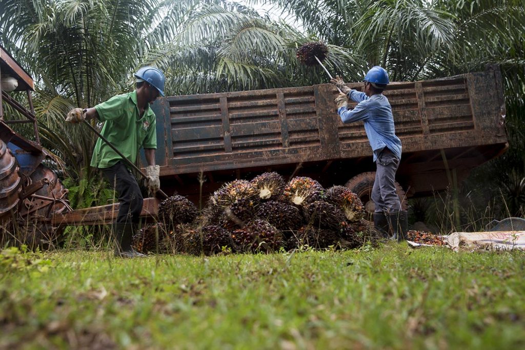 Ngành dầu cọ Malaysia đang 'đau đầu' với tình trạng thiếu hụt lao động.