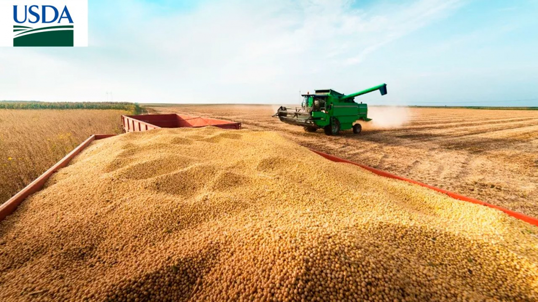 Tuần qua, Trung Quốc tổng cộng đặt mua 3,74 triệu tấn ngô từ Mỹ, kết thúc một trong những tuần xuất khẩu ngô lớn nhất được ghi nhận của Hoa Kỳ. Ảnh: USDA.