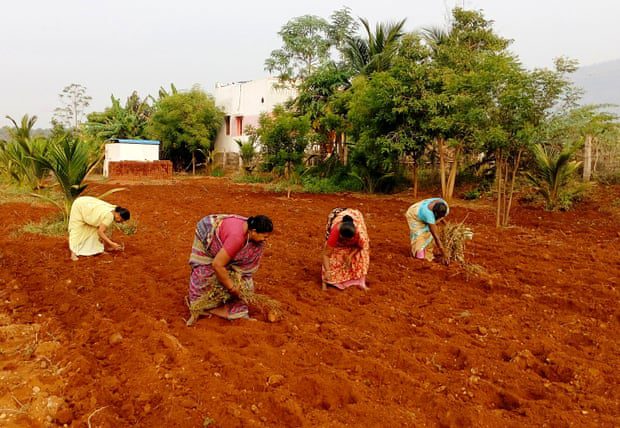 Có tới một nửa dân số Ấn Độ vẫn sống dựa vào việc trồng trọt trên những mảnh đất nhỏ.