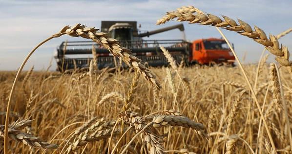 Dự báo của Strategie Grains cho biết, lần đầu tiên lượng lúa mạch Trung Quốc nhập khẩu sẽ đạt 10 triệu tấn. Ảnh: argaam.