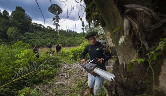 Kiểm lâm Indonesia phá hủy cây dầu cọ trồng trái phép trong một rừng nguyên sinh ở tỉnh Aceh. Ảnh: AFP.