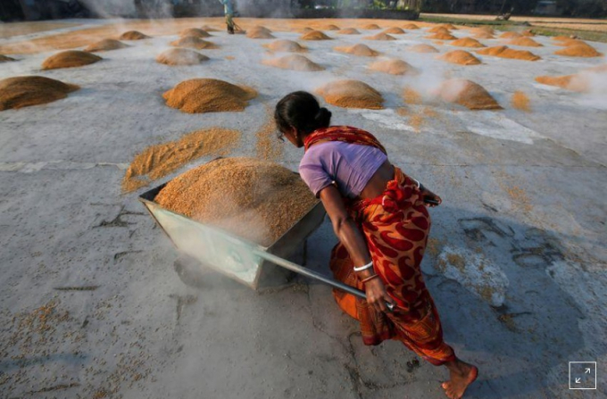 A worker carries boiled rice in a wheelbarrow to spread it for drying at a rice mill on the outskirts of Kolkata, India, January 31, 2019. Photo: Reuters.