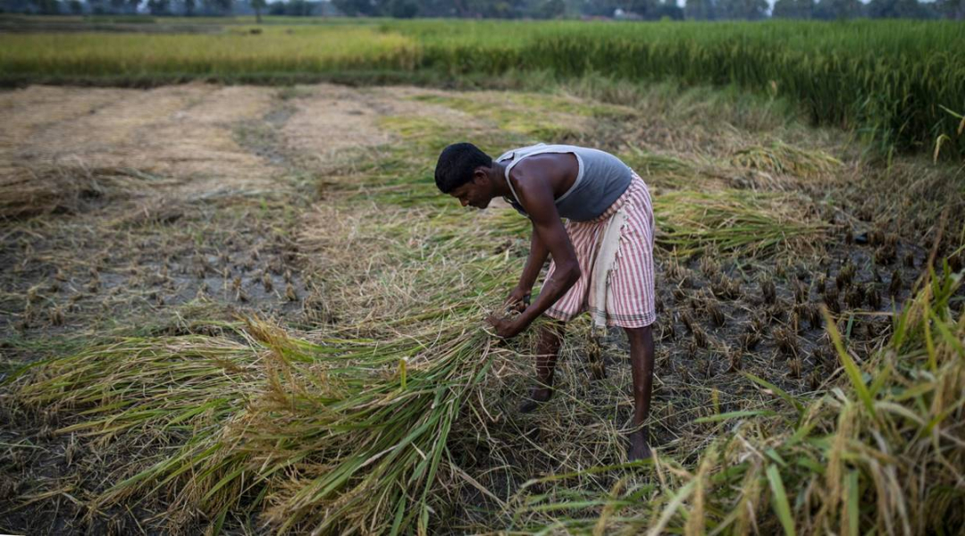 Nông dân Ấn Độ thu hoạch lúa . Ảnh: Bloomberg.