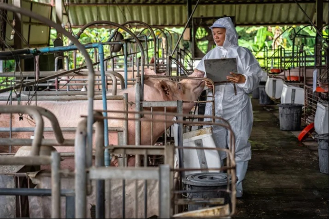 Research suggests that new strains of African swine fever are more difficult to detect.