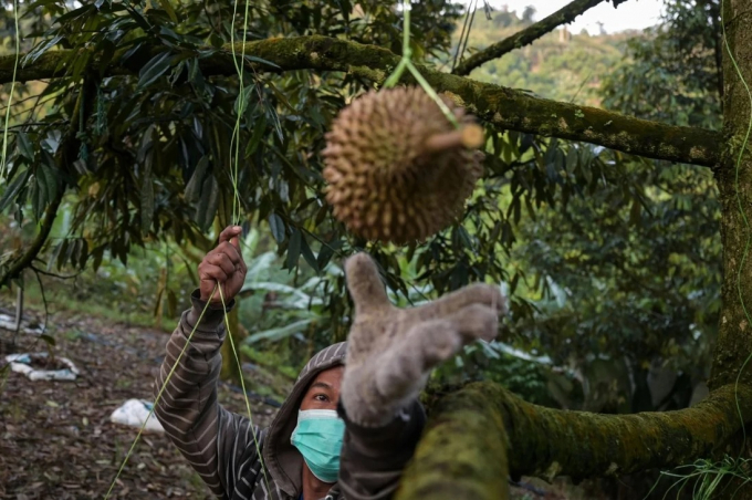 Một công nhân Malaysia đang thu hoạch sầu riêng. Ảnh: AFP.
