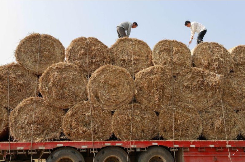 Men tie bundles of wheat to the bed of a truck in Xuyi county, Jiangsu province, China June 3, 2018. Photo: Reuters.