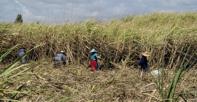 Nông dân Cuba thu hoạch mía.