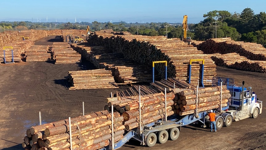 Gỗ Úc tập trung tại cảng Portland chờ xuất khẩu. Ảnh: Hiệp hội các nhà chế biến gỗ Nam Úc.
