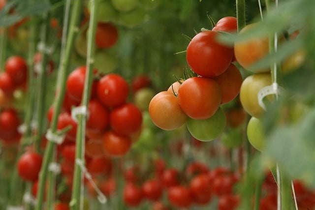 Pure Harvest Smart Farms tham vọng đầu tư nông nghiệp công nghệ cao để trồng cà chua trên sa mạc (Ảnh minh họa).