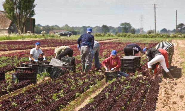 Lao động nhập cư thu hoạch rau diếp tại một trang trại ở miền đông nước Anh. Ảnh: Shutterstock.