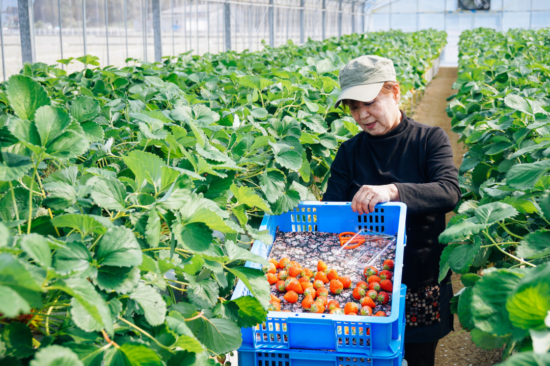 Chính phủ Nhật Bản đặt mục tiêu mở rộng xuất khẩu nông sản từ 922,3 tỷ yên (8,5 tỷ USD) vào năm 2020 lên 2 nghìn tỷ yên (18,5 tỷ USD) vào năm 2025. Ảnh minh họa: Getty Images.