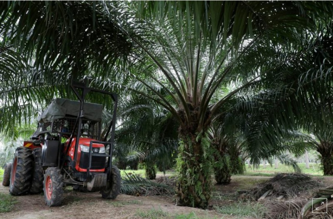 Một chiếc máy kéo mini thu gom trái cây dầu cọ tại một đồn điền ở Pulau Carey, Malaysia, ngày 31/1/2020. Ảnh: Reuters.
