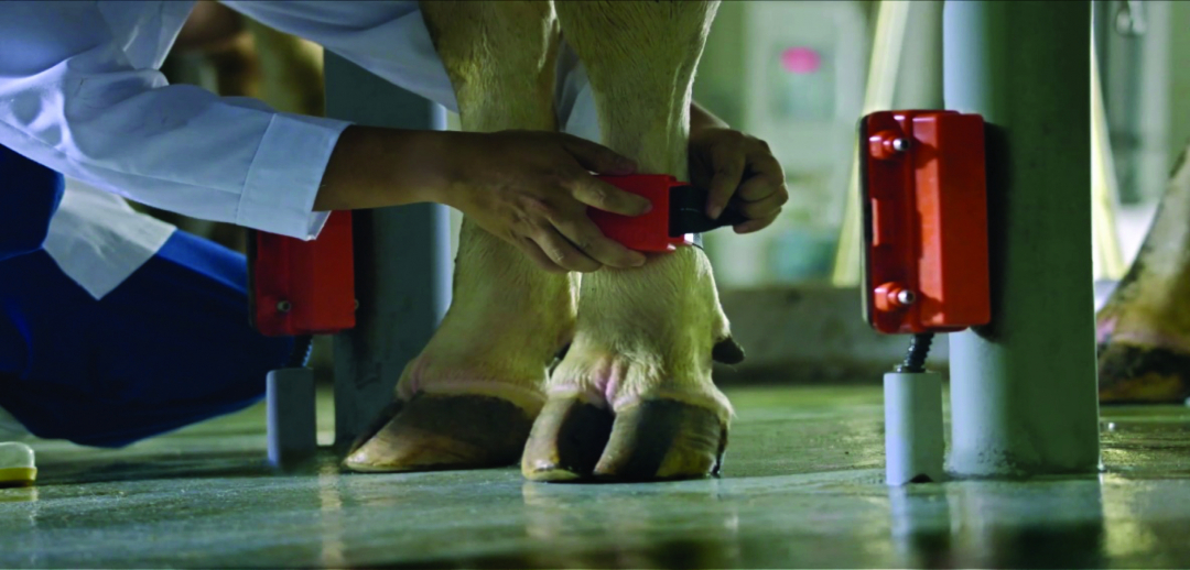 Chip Afitag ở chân từng cá thể bò giúp kiểm soát tình trạng sức khỏe, động dục và nhằm phát hiện sớm bệnh viêm vú trước 4 ngày.