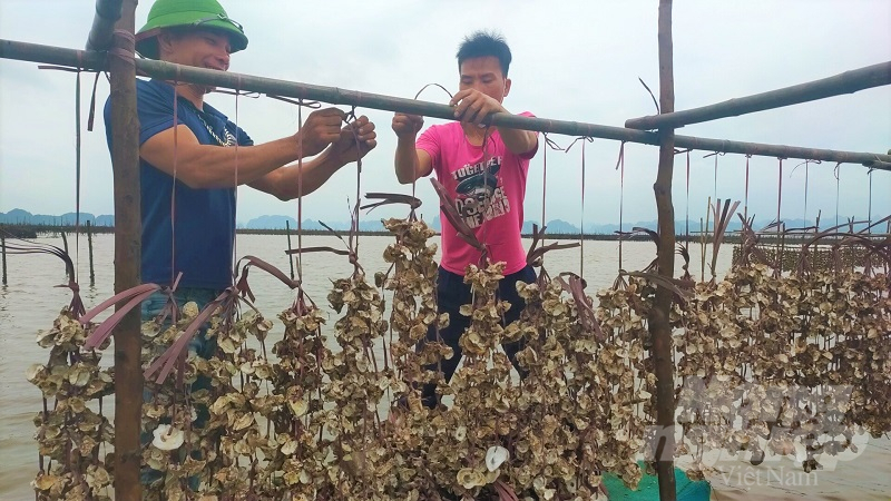 Đa phần các hộ dân ở xã Hoàng Tân, TX Quảng Yên (Quảng Ninh) gắn với nuôi trồng thủy sản. Ảnh: QMG.