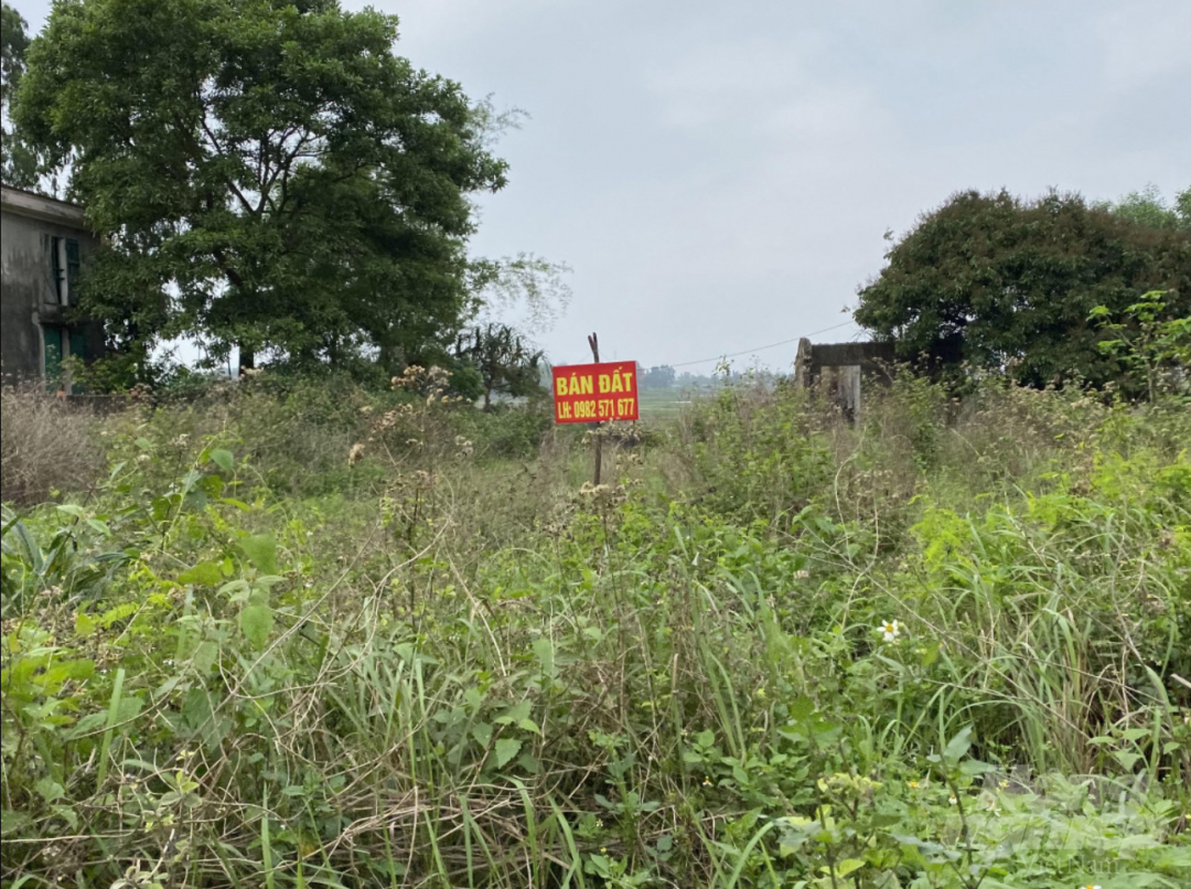 Mảnh đất cỏ mọc cao đầu của một hộ dân xã Hoàng Tân, TX Quảng Yên (Quảng Ninh) được giao bán. Ảnh: Anh Thắng.