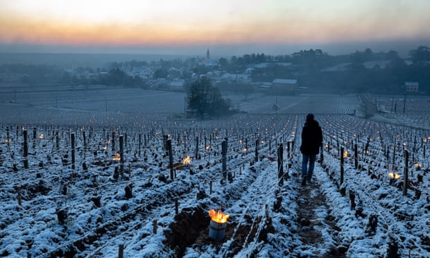 Đốt lửa sưởi ấm cho nho ở Burgundy. Ảnh: Shutterstock.