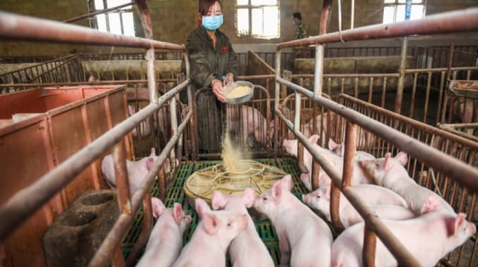 Công nhân tại một trang trại ở Trung Quốc cho lợn ăn.