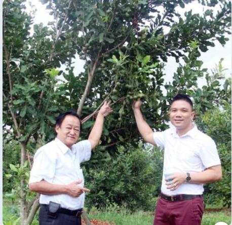 Chuyên gia Nguyễn Lân Hùng nhận định, Điện Biên có khí hậu, thổ nhưỡng khá thích hợp phát triển cây mắc ca ở miền núi phía Bắc.