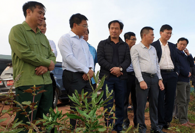 Bí thư Tỉnh ủy Điện Biên Nguyễn Văn Thắng, lãnh đạo Sở NN-PTNT Điện Biên, cùng các doanh nghiệp mắc ca đi kiểm tra 1 điểm trồng mắc ca.