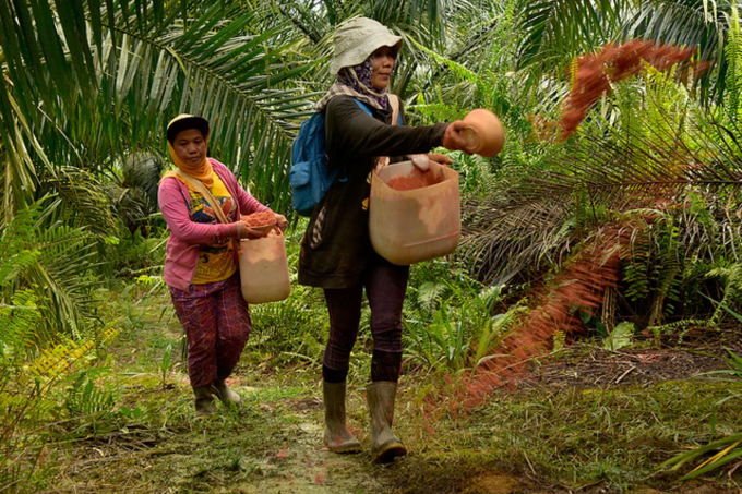 Các nữ công nhân Indonesia tiến hành bón phân tại một đồn điền trồng cọ.