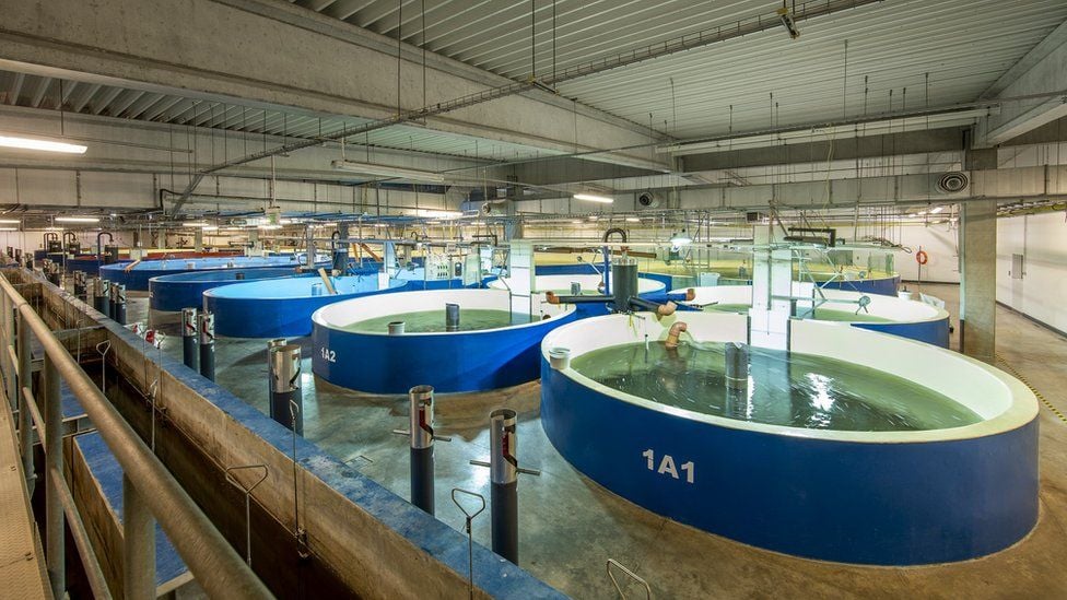 Khu bể nuôi cá hồi tại Nhà Xanh theo công nghệ của AquaMaof. Ảnh: AquaMaof.