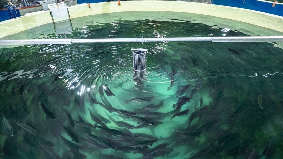 Các nhà điều hành trang trại cho biết phúc lợi động vật được đảm bảo khi nuôi cá hồi trong bể cạn do chúng được bơi theo dòng nước nhân tạo. Ảnh: Smart Studio.